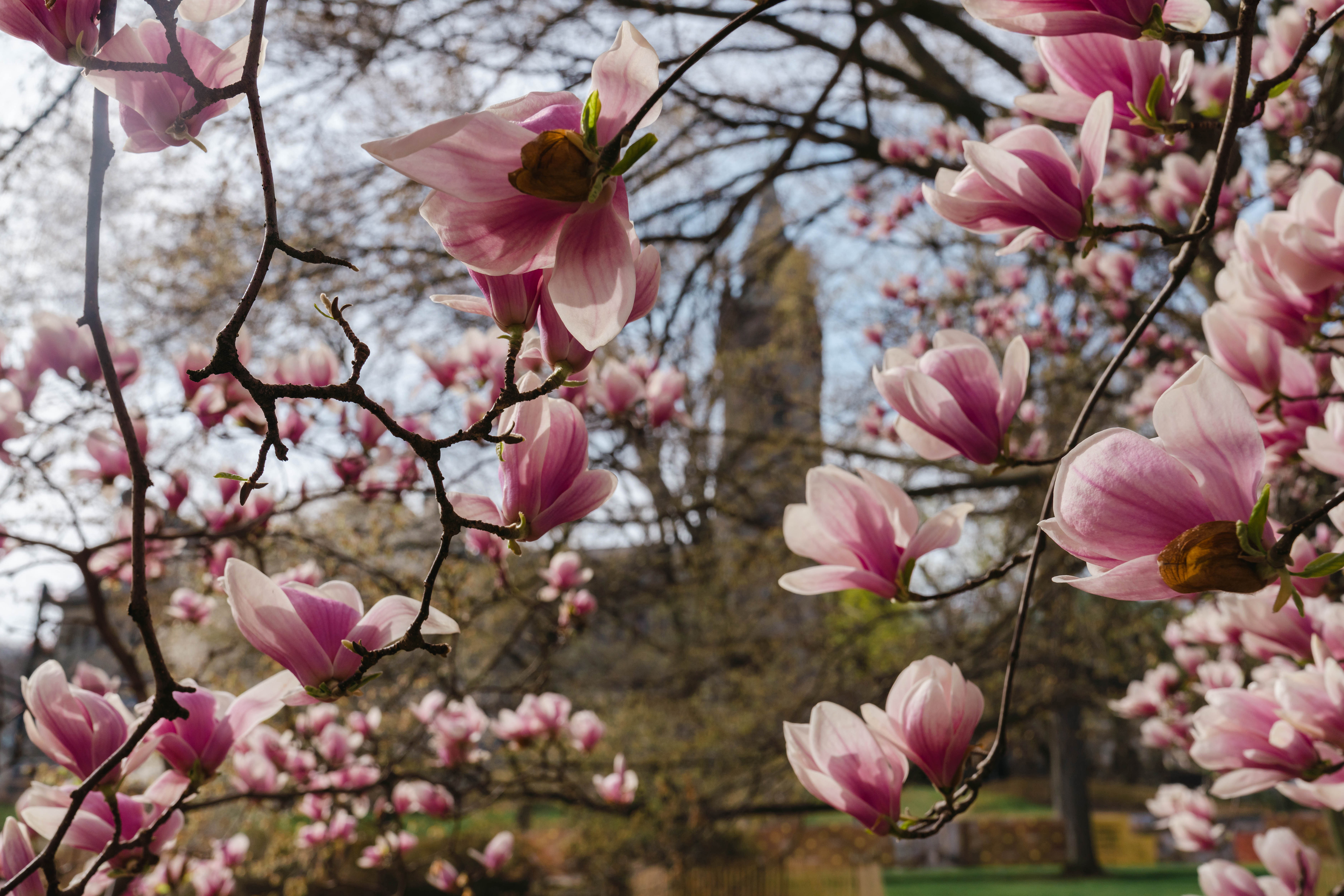 Magnolias in bloom on lower campus